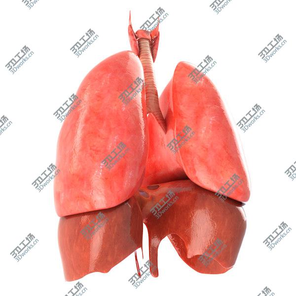 images/goods_img/20210312/Lungs animated/4.jpg